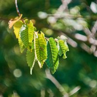 листики :: Александр Леонов