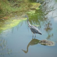 Серая цапля. :: Liliya 