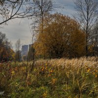 "У городской рощи в октябре"© :: Владимир Макаров
