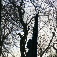 На фоне дерева :: Александр Чеботарь