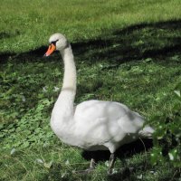 Прогулка в парке :: dli1953 