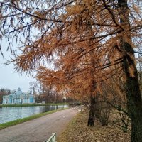 Осень :: Сапсан 