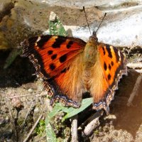 опять про бабочек...82 :: Александр Прокудин