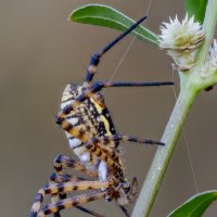 ПАУК АРГИОПА ТРЁХПОЛОСНАЯ (ARGIOPE TRIFASCIATA). :: Александр Григорьев