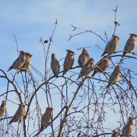 СВИРИСТЕЛИ ПРИЛЕТЕЛИ ! :: shasha1950 СВИРИСТЕЛИ ПРИЛЕТЕЛИ ! :: shasha1950