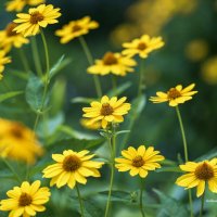 Садовое солнышко :: Светлана Ищенко