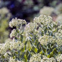 ... :: Светлана Ищенко ... :: Светлана Ищенко