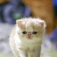 Шагаем :: Светлана Ищенко