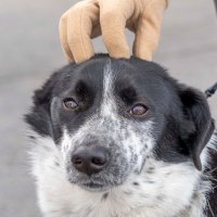 Кайфуши :: Марина Алексеева