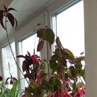 Фуксия :: Irina 