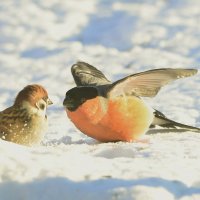 Забияка :: Михаил Белоусов
