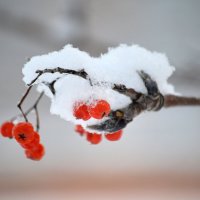 Снежная рябинка :: Татьяна Лютаева