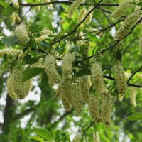 май :: Елена Шаламова май :: Елена Шаламова