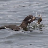 турпан. :: юрий макаров