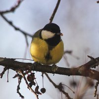 Синичка :: Александр Щеклеин