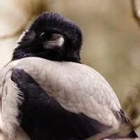 Нюшечка :: kolyeretka 