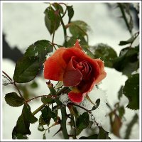 Царица под снежком... :: Aleksandr Gal