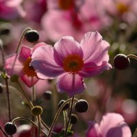 Доброе утро :: Юрий. Шмаков