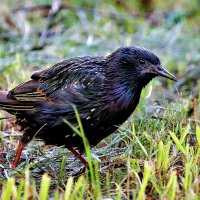 скворец :: Laryan1 