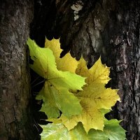 Вместе веселее) :: Любовь 