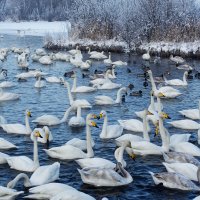 На зимовке... :: Вячеслав Алтай