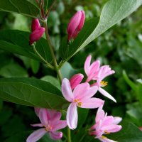 Была весна-цвели деревья. :: nadyasilyuk Вознюк