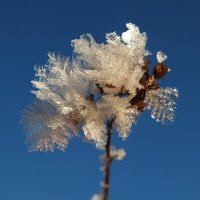 *** :: Зоя Мишина