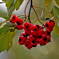 Красная гроздь :: Alexandеr P