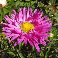 Астра :: Freddy 97