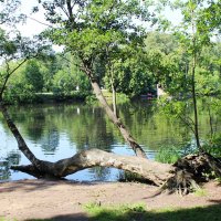 Парк :: Любовь ***