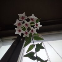 Хойя цветёт :: Игорь Ч.