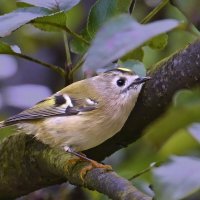 Жёлтоголовый королёк :: Николай Соколухин