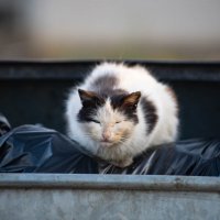 Хозяин мусорки :: Владимир Иванович