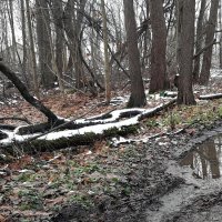 Ноябрь :: Наталья Герасимова