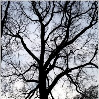 Графика ноября. :: Егор Бабанов