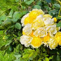 Розы :: Наталья 