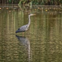 Пруд :: Jakob Dick