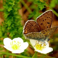 опять про бабочек...89 :: Александр Прокудин