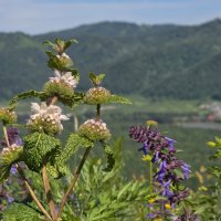 Цветы Долины :: Рустам Кашапов