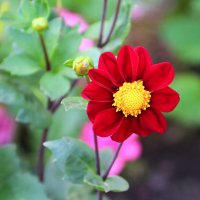 В объективе георгина (серия) :: Любовь Сахарова