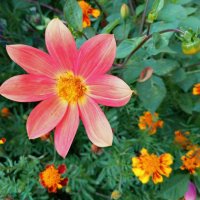 В объективе георгина (серия)удалитьредактировать :: Любовь Сахарова В объективе георгина (серия)удалитьредактировать :: Любовь Сахарова