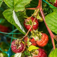 Малина в конце Ноября :: Игорь Сикорский