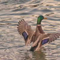 --- :: vladimir --- :: vladimir