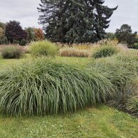 Травка зенелеет. :: Валерий Пославский