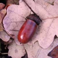 Уронила сойка жёлудь :: Людмила Смородинская