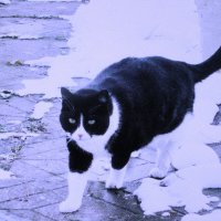 Решил по снегу погулять :: Людмила Смородинская Решил по снегу погулять :: Людмила Смородинская