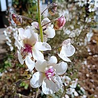 Цветы. :: Владимир Драгунский