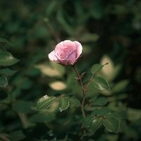 Нежный цветок :: Анастасия Ильина