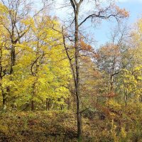 Ноябрь :: Рита Симонова