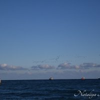 Природа Крыма :: Amazing Cosmea